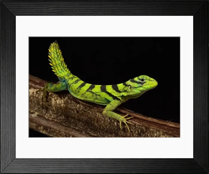 Framed Print : Green thornytail iguana (Uracentron azureum) Framed Print : Green thornytail iguana (Uracentron azureum)