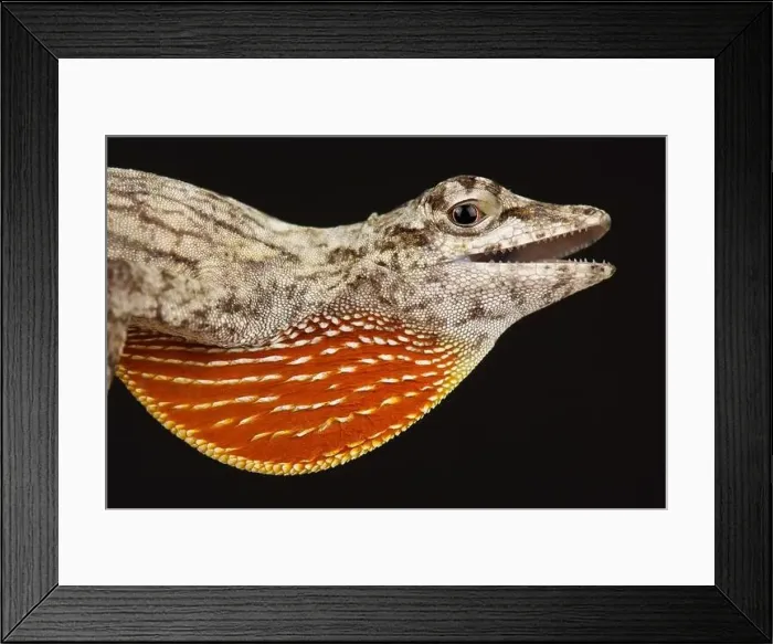 Framed Print : Bark Anole (Norops bouvierii) Framed Print : Bark Anole (Norops bouvierii)