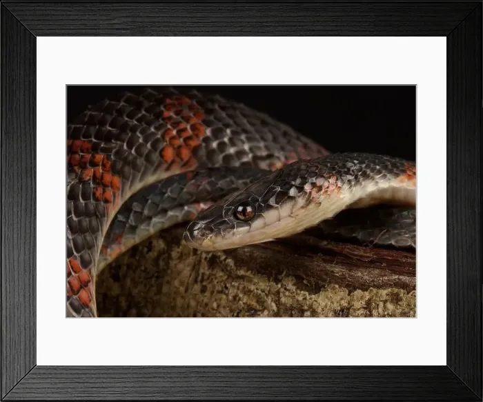 Framed Print : False coral snake (Oxyrhopus petola) Framed Print : False coral snake (Oxyrhopus petola)