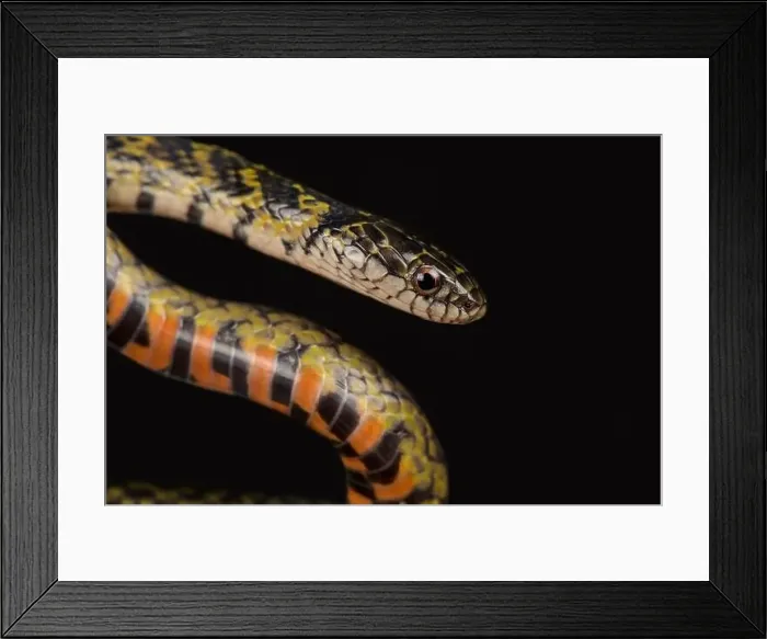 Framed Print : Mangrove Snake (Liophis cobellus) Framed Print : Mangrove Snake (Liophis cobellus)