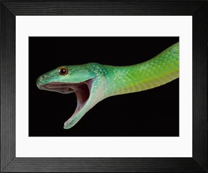 Framed Print : Common green racer (Philodryas viridissima) Framed Print : Common green racer (Philodryas viridissima)