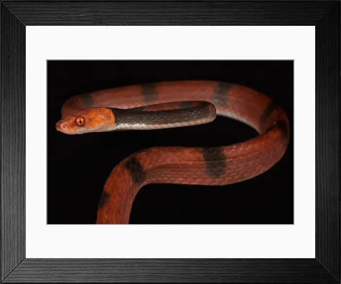 Framed Print : Red vine snake (Siphlophis compressus) Framed Print : Red vine snake (Siphlophis compressus)