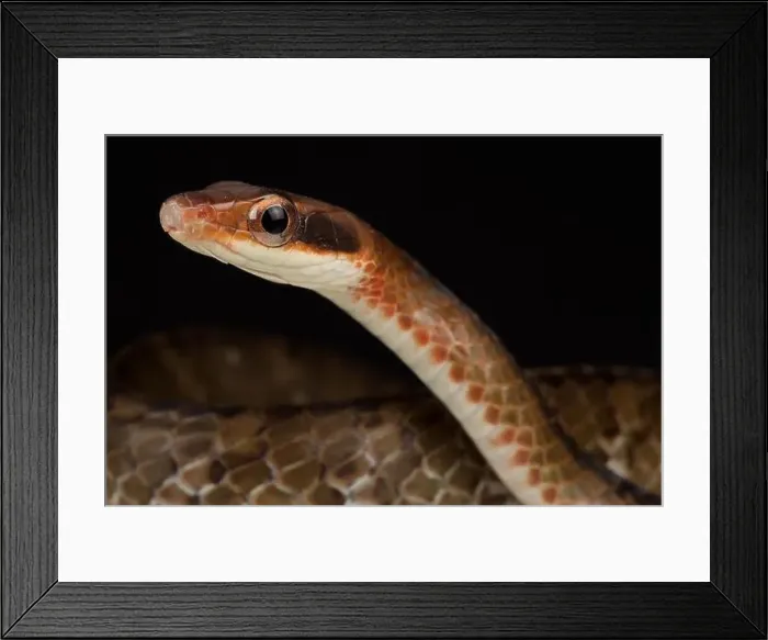 Framed Print : Brown sipo (Chironius fuscus) Framed Print : Brown sipo (Chironius fuscus)