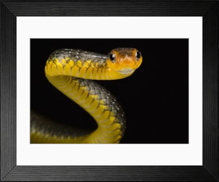 Framed Print : Amazon whipsnake (Chironius carinatus)