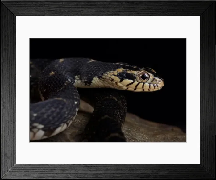Framed Print : Florida water snake (Nerodia fasciata pictiventris) Framed Print : Florida water snake (Nerodia fasciata pictiventris)