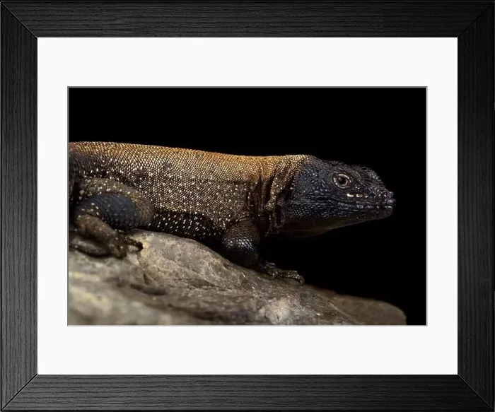 Framed Print : Dark Whorltail Iguana (Stenocercus melanopygus) Framed Print : Dark Whorltail Iguana (Stenocercus melanopygus)