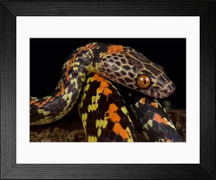 Framed Print : Checker-bellied snake (Siphlophis cervinus) Framed Print : Checker-bellied snake (Siphlophis cervinus)