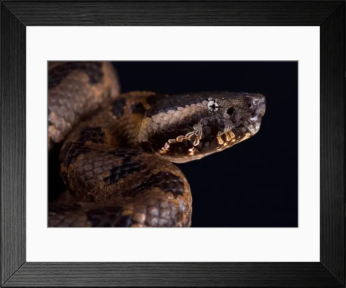 Framed Print : Chinese Mountain Pit Viper (Ovophis monticola) Framed Print : Chinese Mountain Pit Viper (Ovophis monticola)