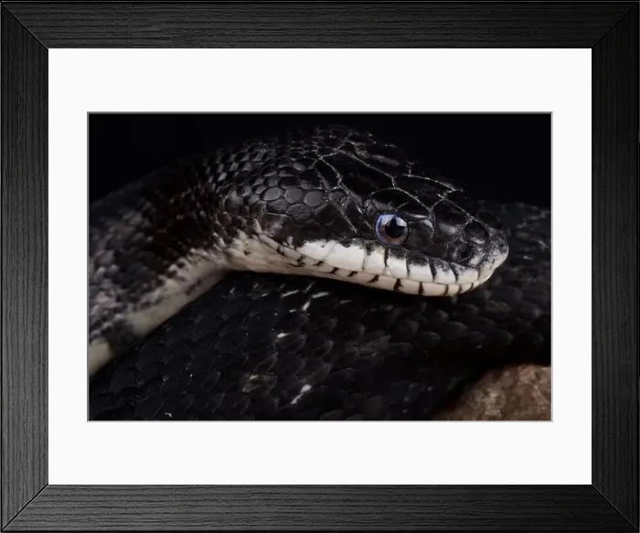 Framed Print : Amur Ratsnake (Elaphe schrenckii)