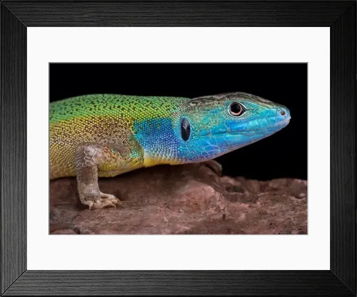 Framed Print : Turkish green lizard (Lacerta pamphylica) Framed Print : Turkish green lizard (Lacerta pamphylica)