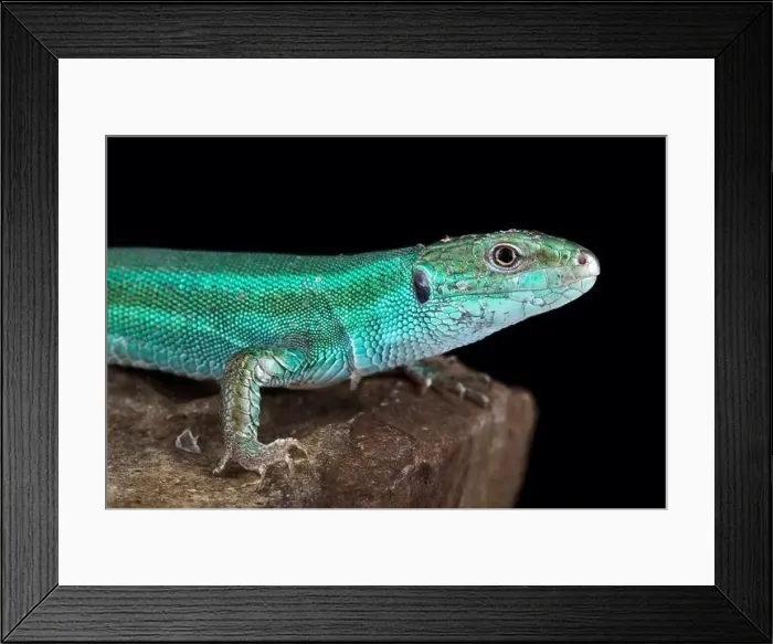 Framed Print : Caucusus emerald lizard (Lacerta strigata) Framed Print : Caucusus emerald lizard (Lacerta strigata)
