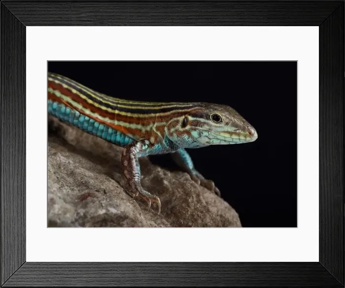 Framed Print : Blackbelly Racerunner (Aspidoscelis deppii) Framed Print : Blackbelly Racerunner (Aspidoscelis deppii)
