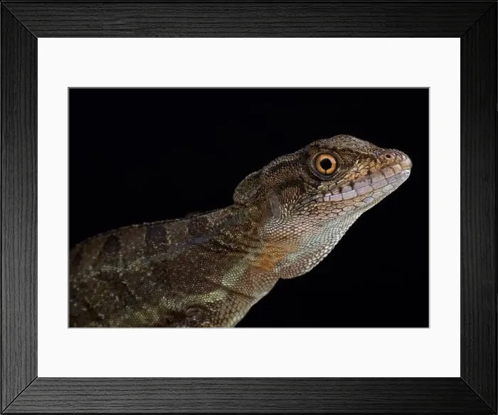Framed Print : Common basilisk (Basiliscus basiliscus) Framed Print : Common basilisk (Basiliscus basiliscus)