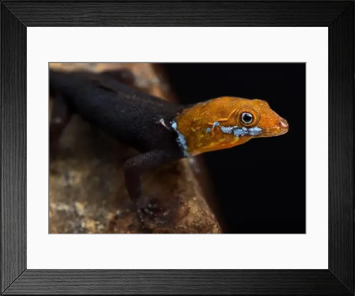 Framed Print : Yellow-headed Gecko (Gonatodes albogularis fuscus) Framed Print : Yellow-headed Gecko (Gonatodes albogularis fuscus)