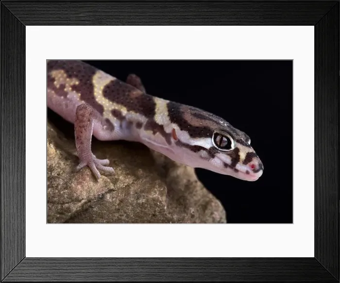 Framed Print : Central American Banded Gecko (Coleonyx mitratus) Framed Print : Central American Banded Gecko (Coleonyx mitratus)