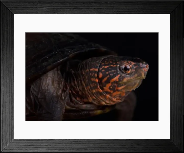 Framed Print : Red cheeked mud turtle (Kinosternon scorpioides cruentatum) Framed Print : Red cheeked mud turtle (Kinosternon scorpioides cruentatum)