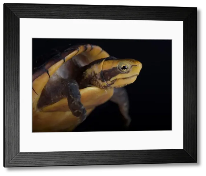 Framed Print : White-lipped Mud Turtle (Kinosternon leucostomum postinguinale) Framed Print : White-lipped Mud Turtle (Kinosternon leucostomum postinguinale)
