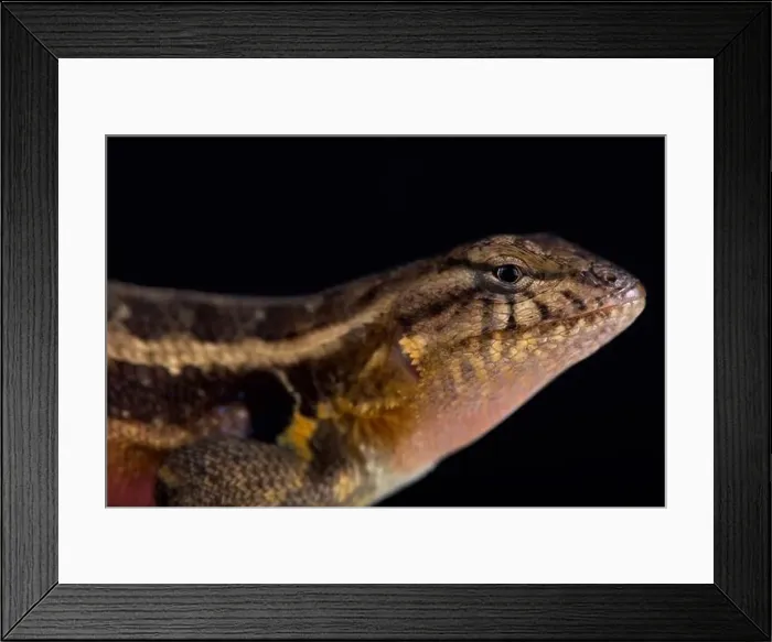 Framed Print : Southern rosebelly lizard (Sceloporus variabilis olloporus) Framed Print : Southern rosebelly lizard (Sceloporus variabilis olloporus)