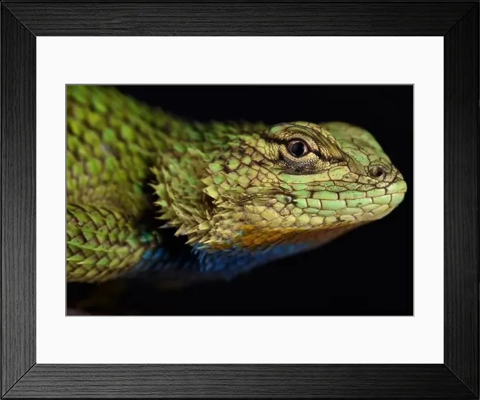 Framed Print : Emerald swift (Sceloporus malachiticus)