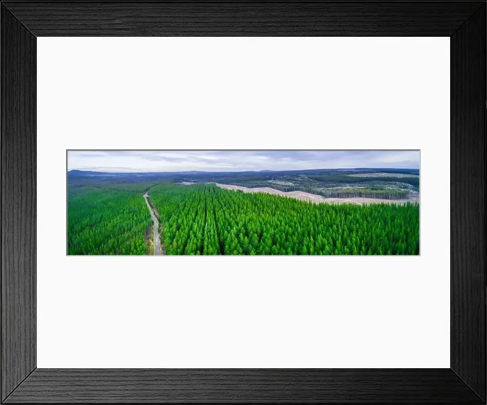Framed Print : Wide aerial panorama of road passing through pine trees plantation in Australia Framed Print : Wide aerial panorama of road passing through pine trees plantation in Australia