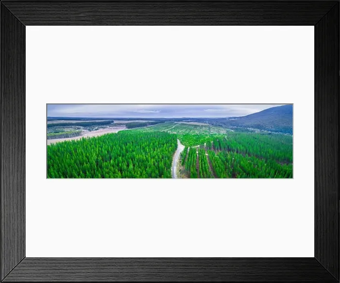 Framed Print : Aerial panorama of pine trees plantation in Melbourne, Australia Framed Print : Aerial panorama of pine trees plantation in Melbourne, Australia