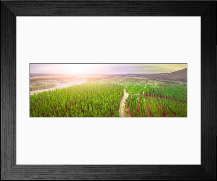 Framed Print : Sunset over pine trees plantation in Melbourne, Australia - aerial panorama Framed Print : Sunset over pine trees plantation in Melbourne, Australia - aerial panorama