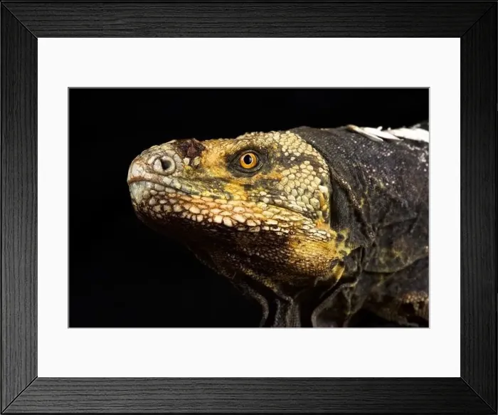 Framed Print : Black-chested Spiny-tailed Iguana (Ctenosaura melanosterna) Framed Print : Black-chested Spiny-tailed Iguana (Ctenosaura melanosterna)