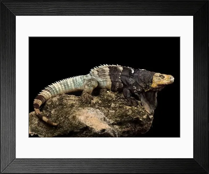 Framed Print : Black-chested Spiny-tailed Iguana (Ctenosaura melanosterna) Framed Print : Black-chested Spiny-tailed Iguana (Ctenosaura melanosterna)