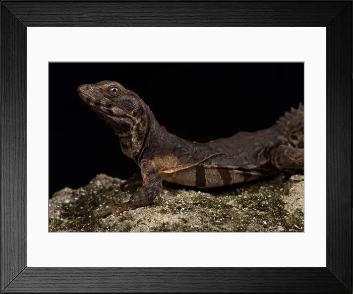 Framed Print : Oaxacan spiny-tailed iguana (Ctenosaura oaxacana) Framed Print : Oaxacan spiny-tailed iguana (Ctenosaura oaxacana)