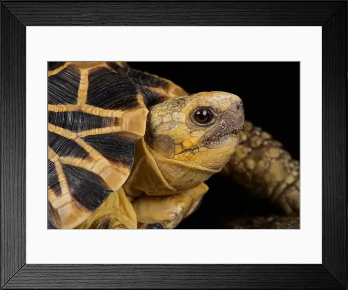 Framed Print : Burmese star tortoise (Geochelone platynota)