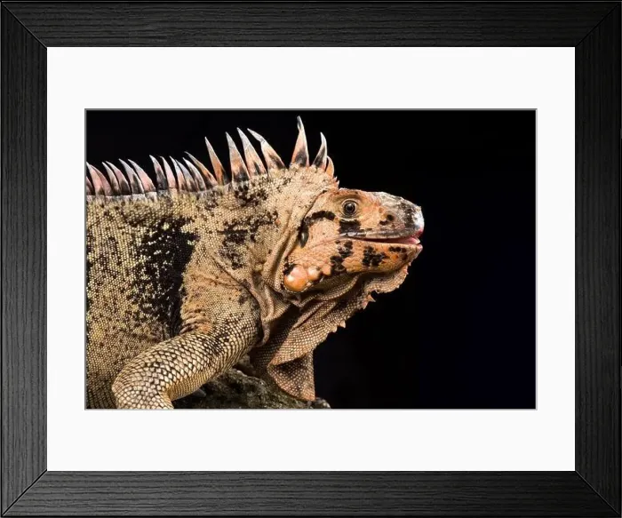 Framed Print : Grenadines pink iguana (Iguana iguana insularis) Framed Print : Grenadines pink iguana (Iguana iguana insularis)