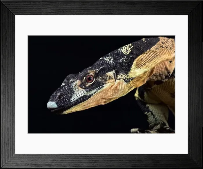 Framed Print : Lace monitor (Varanus varius) Bell's fase Framed Print : Lace monitor (Varanus varius) Bell's fase
