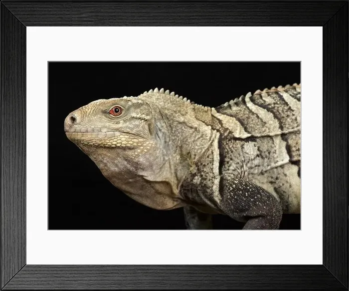 Framed Print : Hispaniolan ground iguana (Cyclura ricordi) Framed Print : Hispaniolan ground iguana (Cyclura ricordi)