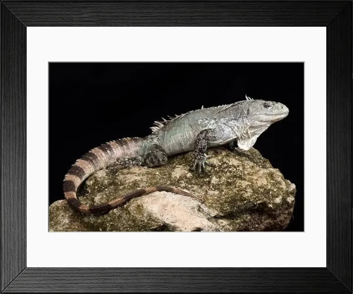 Framed Print : Utila iguana (Ctenosaura bakeri) Framed Print : Utila iguana (Ctenosaura bakeri)
