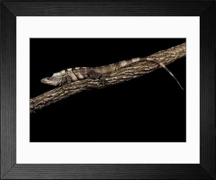Framed Print : Black spiny-tailed iguana (Ctenosaura similis) Framed Print : Black spiny-tailed iguana (Ctenosaura similis)