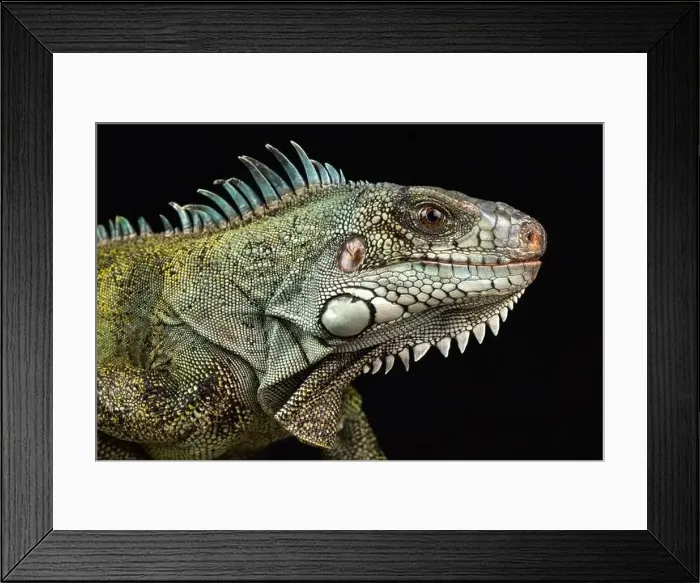 Framed Print : Caribbean green iguana (Iguana iguana ssp.) Framed Print : Caribbean green iguana (Iguana iguana ssp.)