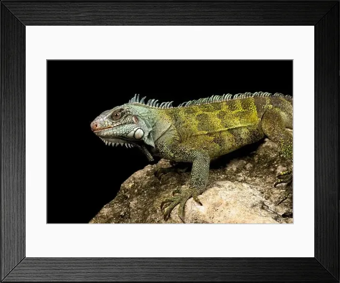 Framed Print : Green iguana Suriname (Iguana iguana ssp.) Framed Print : Green iguana Suriname (Iguana iguana ssp.)