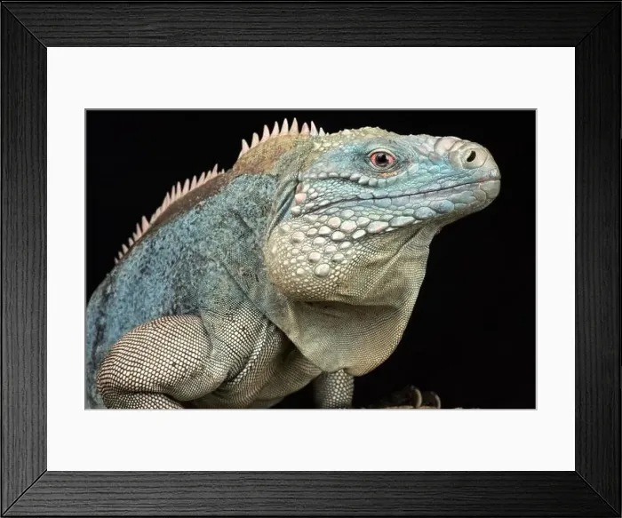 Framed Print : Grand Cayman blue iguana (Cyclura lewisi) Framed Print : Grand Cayman blue iguana (Cyclura lewisi)