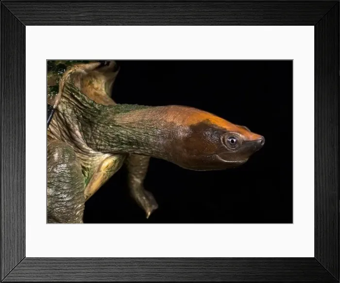 Framed Print : Painted batagur (Batagur borneoensis) Framed Print : Painted batagur (Batagur borneoensis)