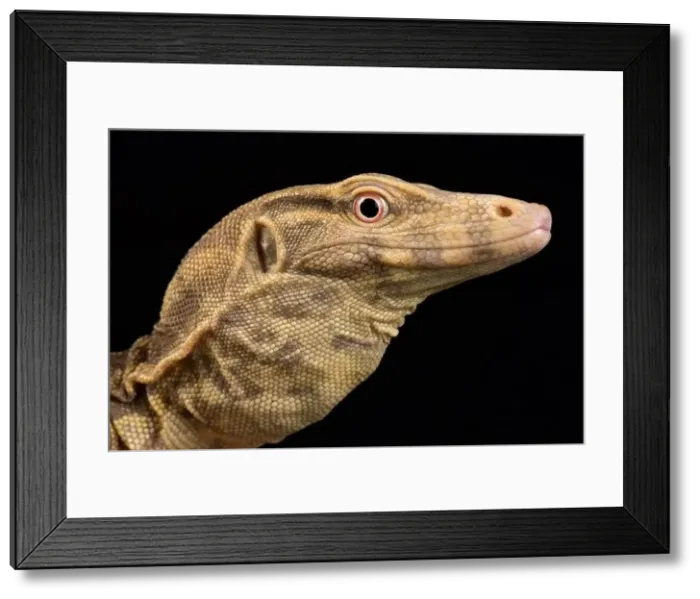 Framed Print : Albino water monitor (Varanus salvator) Framed Print : Albino water monitor (Varanus salvator)