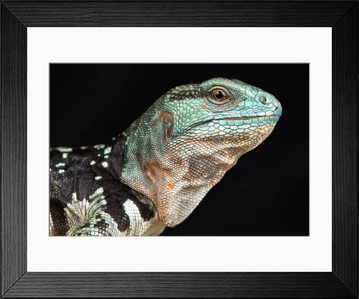 Framed Print : Yucatan Spiny-tailed Iguana (Cachryx defensor) Framed Print : Yucatan Spiny-tailed Iguana (Cachryx defensor)
