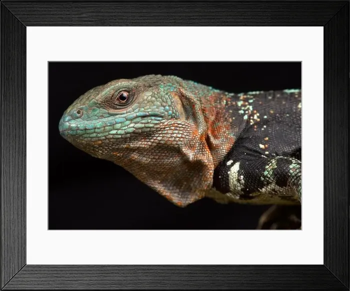 Framed Print : Campeche spiny-tailed iguana (Cachryx alfredschmidti) Framed Print : Campeche spiny-tailed iguana (Cachryx alfredschmidti)