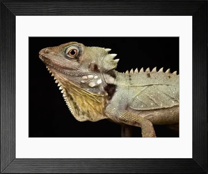 Framed Print : Boyd's Forest Dragon (Lophosaurus boydii)