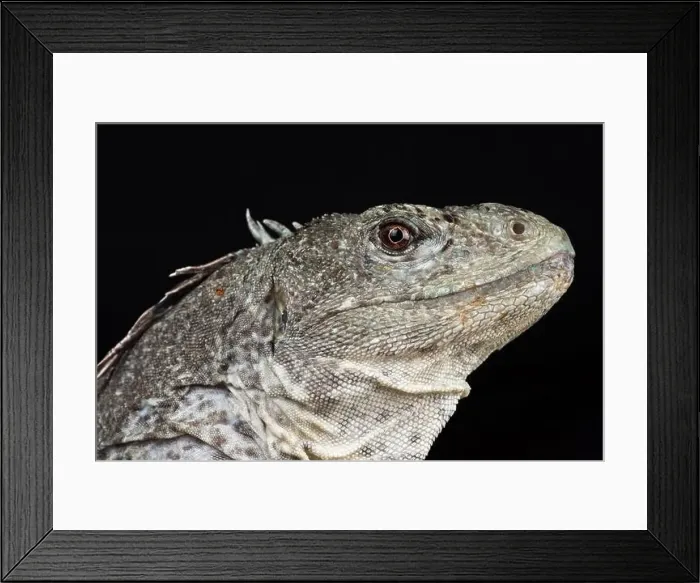 Framed Print : Utila iguana (Ctenosaura bakeri) Framed Print : Utila iguana (Ctenosaura bakeri)