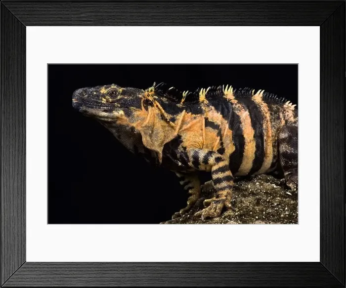 Framed Print : Mexican spiny-tailed iguana (Ctenosaura pectinata) Framed Print : Mexican spiny-tailed iguana (Ctenosaura pectinata)