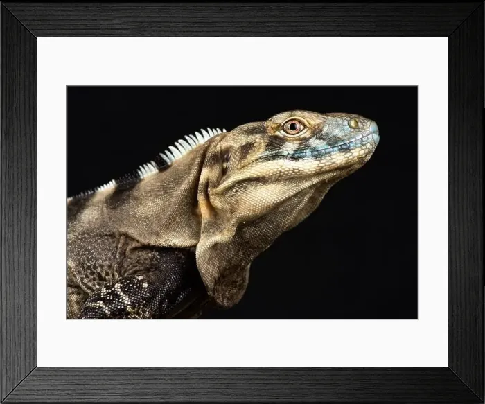 Framed Print : Sonoran Spiny- tailed Iguana (Ctenosaura macrolopha)