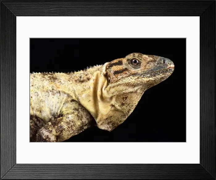 Framed Print : Gulf spiny-tailed Iguana (Ctenosaura acanthura)