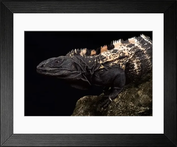 Framed Print : Roatan Spiny-tailed Iguana (Ctenosaura oedirhina) Framed Print : Roatan Spiny-tailed Iguana (Ctenosaura oedirhina)