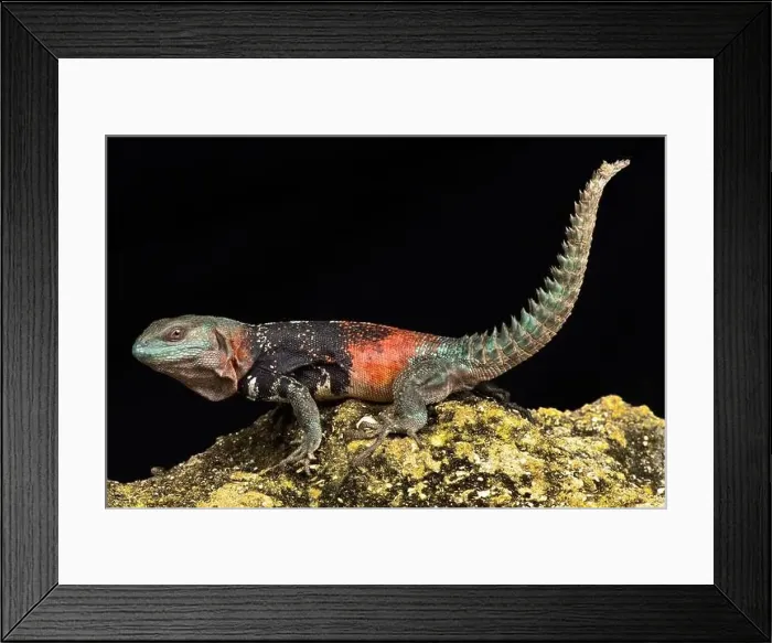 Framed Print : Campeche spiny-tailed iguana (Cachryx alfredschmidti) Framed Print : Campeche spiny-tailed iguana (Cachryx alfredschmidti)