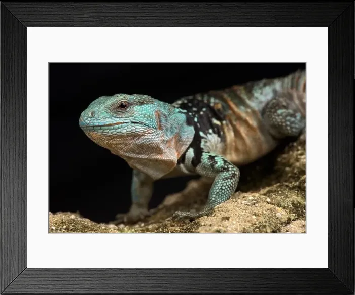Framed Print : Yucatan Spiny-tailed Iguana (Cachryx defensor) Framed Print : Yucatan Spiny-tailed Iguana (Cachryx defensor)